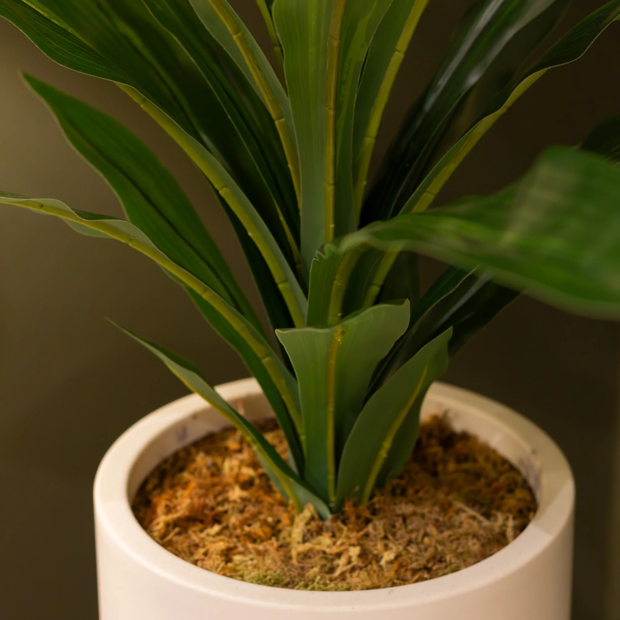 Dracaena With Pot 65cm - Image 5