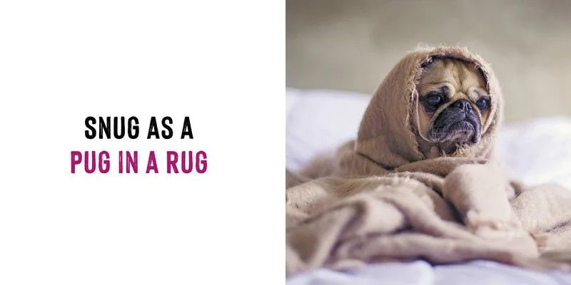 Funny Dogs Book - Image 2